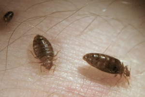 bed-bug-control-richmond-hill