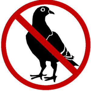 Pigeon removal solutions