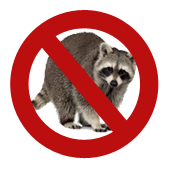raccoon-removal-richmond-hill